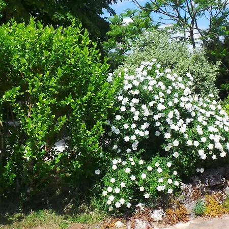 Le Mirelouri
